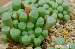 图 五十铃玉怎么浇水 五十铃玉浇水方法