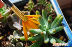 图 多肉叶片灰尘如何清理 多肉植物怎么清理灰尘