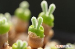 图 多肉植物休眠期怎么识别 多肉植物休眠期如何管理