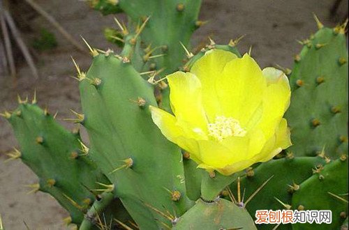 图 仙人掌适合怎样的生长环境条件 仙人掌生长的环境条件