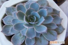 图 多肉植物死叶的处理方法 千万别心软