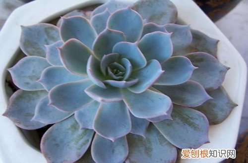 图 多肉植物死叶的处理方法 千万别心软