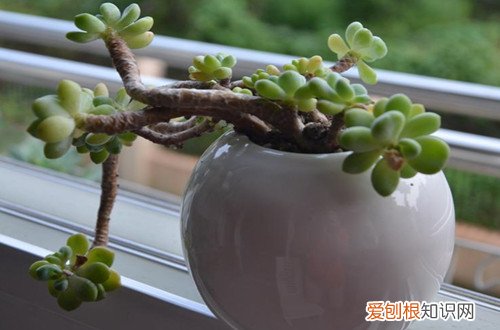 图 多肉植物老桩是什么 鉴别方法