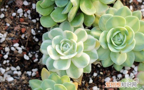 多肉槙物怎么养 多肉植物富士的养殖方法