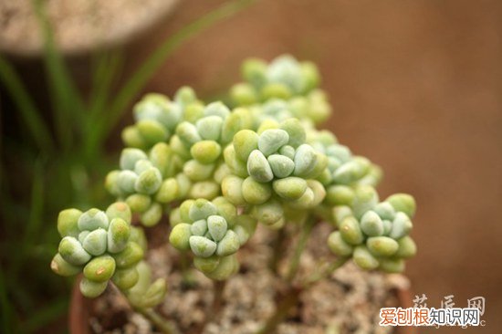 多肉植物天使之泪怎么养? 多肉植物天使之泪养殖方法