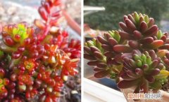 红色浆果和虹之玉的区别是什么 红色浆果和虹之玉的区别