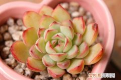 图 多肉植物怎么防止冻伤(多肉植物冻伤了怎么办)