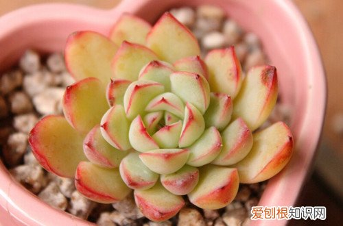 图 多肉植物怎么防止冻伤(多肉植物冻伤了怎么办)