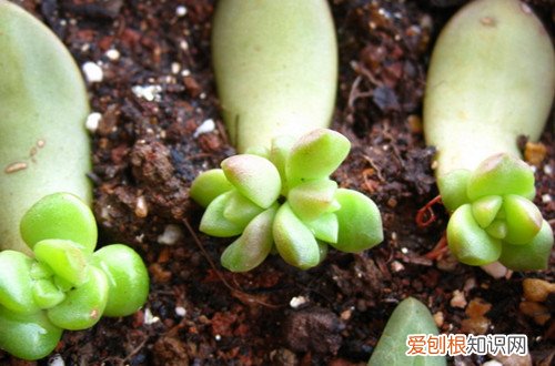 图 多肉植物叶插的方法(多肉叶片叶插方法)