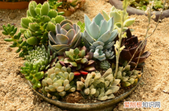图 多肉植物浇水方法大全，拿去不谢！(多肉浇水怎么浇水)