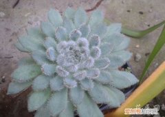 青渚莲怎么养才能开花 青渚莲怎么养