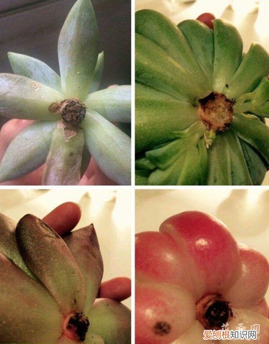 多肉空气发根方法 花友案例分享 多肉植物发根的方法