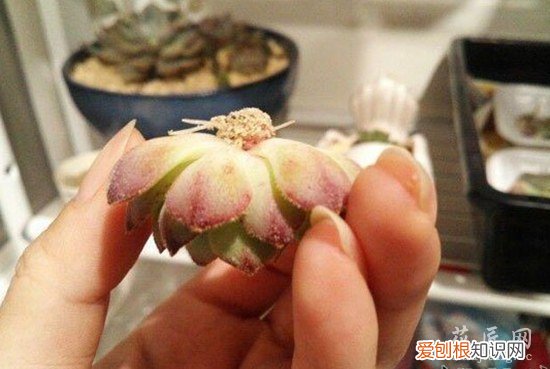 多肉空气发根方法 花友案例分享 多肉植物发根的方法