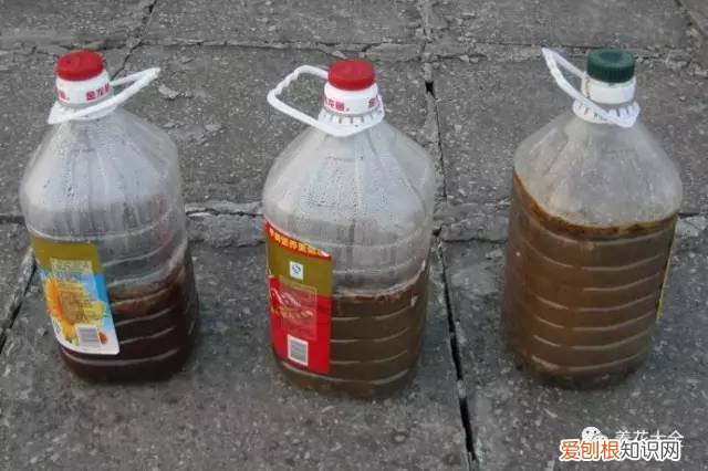 如何养花的小常识介绍，学会这20个小技巧，家里的花想养死都难！
