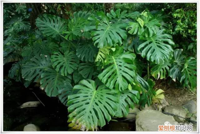如何养花的小常识介绍，学会这20个小技巧，家里的花想养死都难！