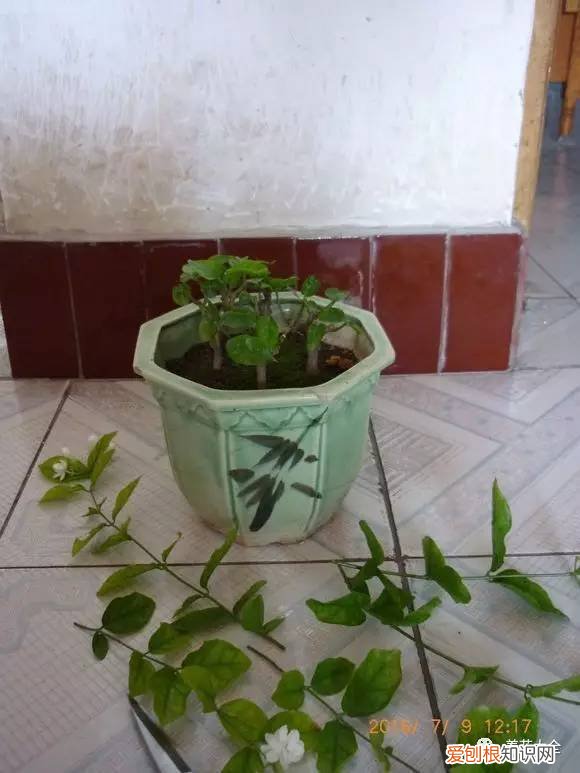 如何养花的小常识介绍，学会这20个小技巧，家里的花想养死都难！
