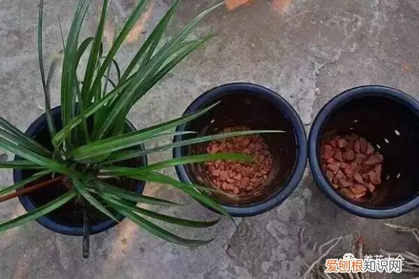 如何养花的小常识介绍，学会这20个小技巧，家里的花想养死都难！