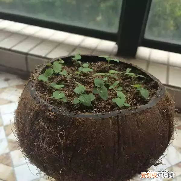 如何养花的小常识介绍，学会这20个小技巧，家里的花想养死都难！