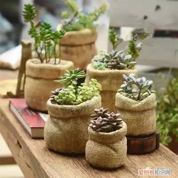 如何养花的小常识介绍，学会这20个小技巧，家里的花想养死都难！