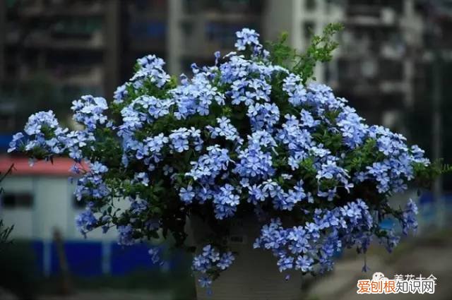 如何养花的小常识介绍，学会这20个小技巧，家里的花想养死都难！