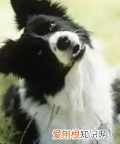 关于狗的冷知识太全了，宠物狗丨冷知识，你知道几个