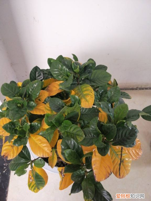 家里不适合摆什么花，屋里摆花有讲究，不能随便放，5个摆花小技巧赶紧学