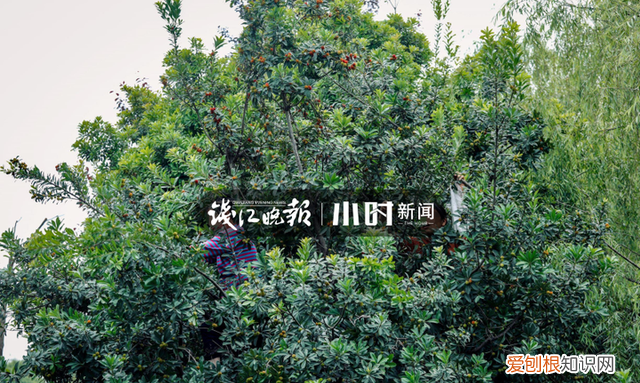 杭州路边的杨梅能吃吗,杭州的杨梅熟了没
