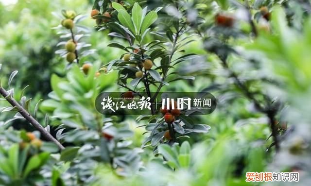 杭州路边的杨梅能吃吗,杭州的杨梅熟了没