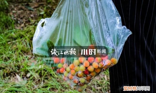 杭州路边的杨梅能吃吗,杭州的杨梅熟了没