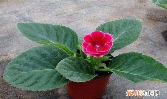 怎样养好芙蓉花，芙蓉花的养殖方法和注意事项