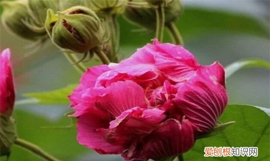 怎样养好芙蓉花，芙蓉花的养殖方法和注意事项