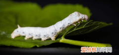 蚕是昆虫为什么，蚕是昆虫吗,为什么