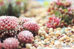 多肉植物度夏 长生草属多肉的种植和度夏攻略