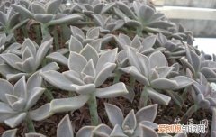 胧月多肉植物图片 胧月多肉植物养殖方法