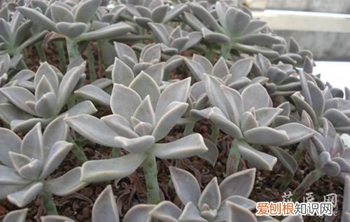 胧月多肉植物图片 胧月多肉植物养殖方法
