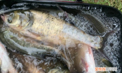 钓鲢鳙最佳时间是什么时候，钓鲢鳙什么时候是最佳时间