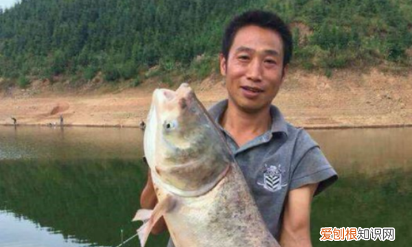 钓鲢鳙最佳时间是什么时候，钓鲢鳙什么时候是最佳时间