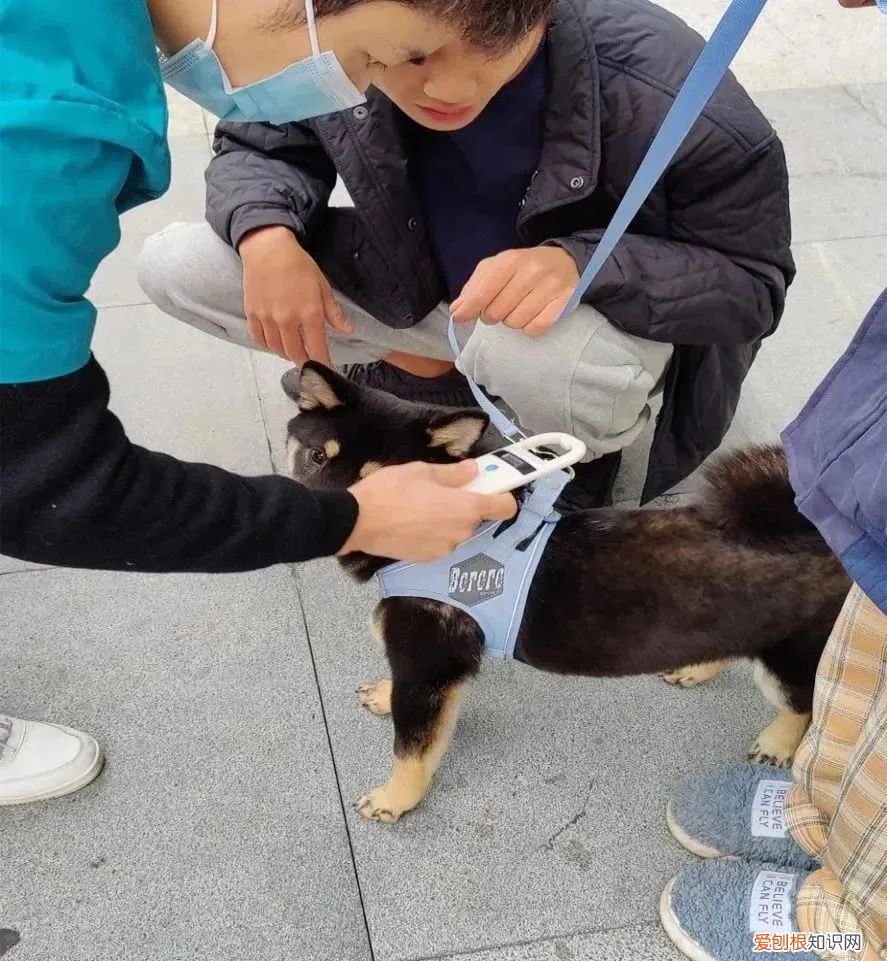 开展文明养犬宣传活动 益阳启动文明养犬宣传活动