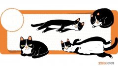 猫的睡姿随主人 从猫的睡姿~看它对你的信任有几分？