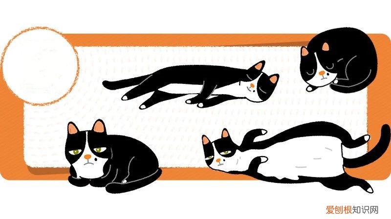 猫的睡姿随主人 从猫的睡姿~看它对你的信任有几分？