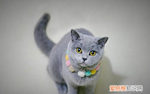 家里没猫粮了怎么应,没有猫粮了可以用什么代替幼猫
