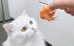 三个月的小猫可以吃虾吗怎么喂 三个月的小猫可以吃虾吗