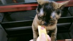 三个月猫咪可以吃猫条么 三个月的猫可以吃猫条吗