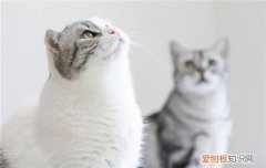 猫咪喜欢吃玉米正常吗 猫咪喜欢吃玉米正常吗