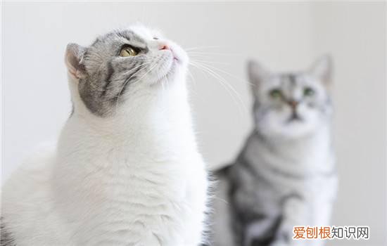 猫咪喜欢吃玉米正常吗 猫咪喜欢吃玉米正常吗