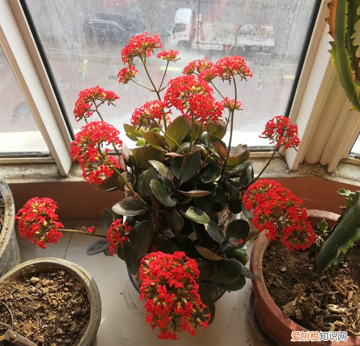 要经常浇水的花，4个浇水小技巧，家里的花，越浇越精神