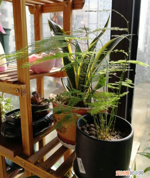 要经常浇水的花，4个浇水小技巧，家里的花，越浇越精神