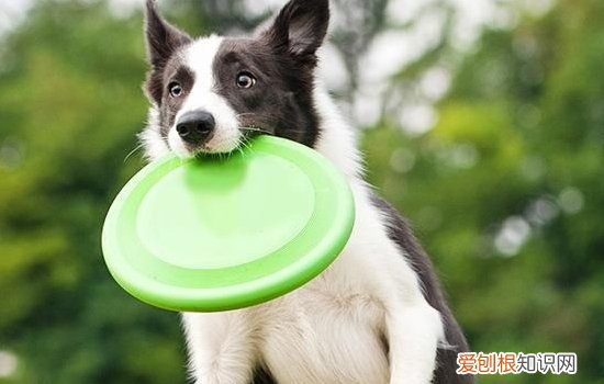 狗狗突然严重掉毛怎么办？ 这四点你要知道！