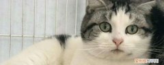 怎么辨别猫粮变质了 变质猫粮你可以分辨了吗