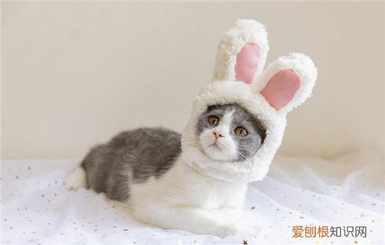 狸花猫不爱吃饭很瘦 狸花猫普遍瘦吗